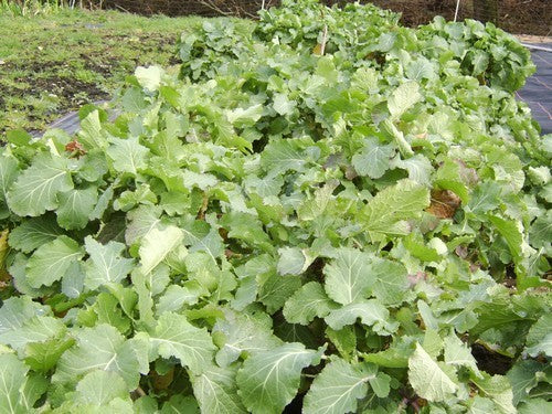 SnijKool of BladKool 'Sutherland Kale' / 'Càil Cataibh'