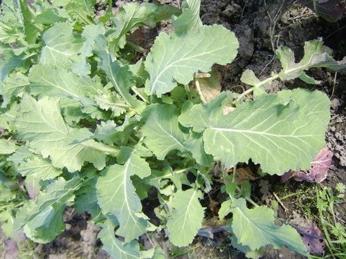 SnijKool of BladKool 'Sutherland Kale' / 'Càil Cataibh'