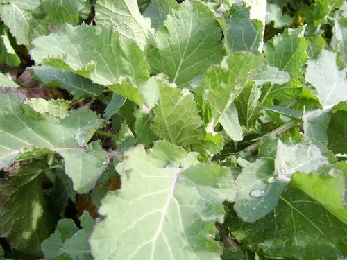 SnijKool of BladKool 'Sutherland Kale' / 'Càil Cataibh'