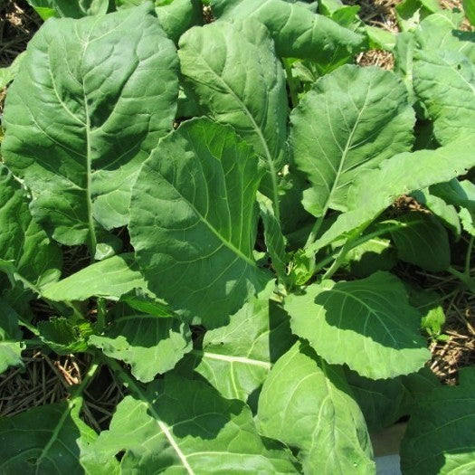 SnijKool of BladKool 'Vates (Collard) Champion' / 'Couve A M'
