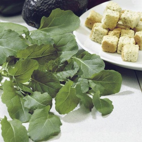 Cutting Cabbage or Leaf Cabbage 'Texsel Greens' / 'Texel Greens' / 'Tex'