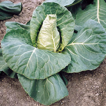 Pointed cabbage 'Eersteling' / 'Express'
