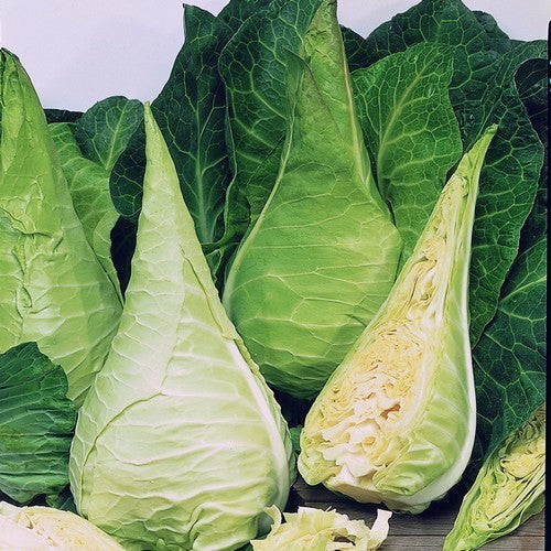 Pointed Cabbage 'Filderkraut'