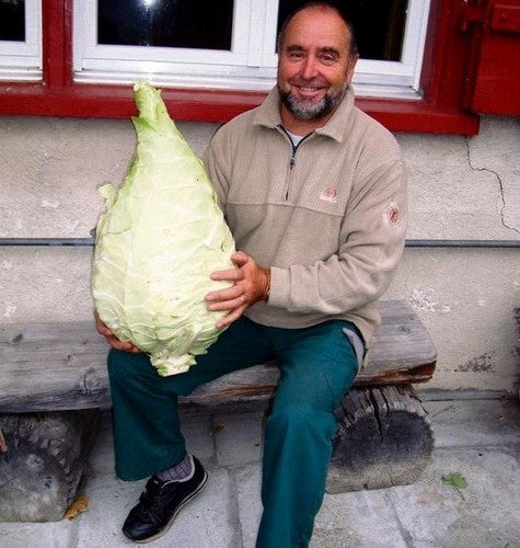 Pointed Cabbage 'Filderkraut'