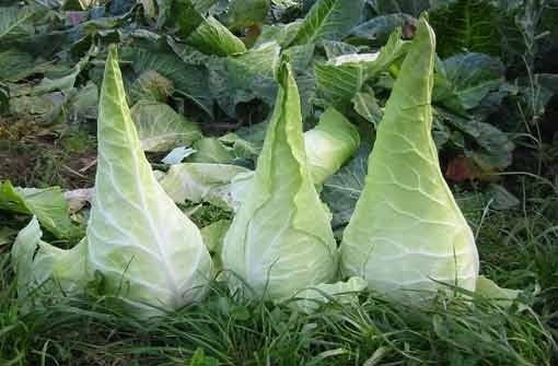 Pointed Cabbage 'Filderkraut'