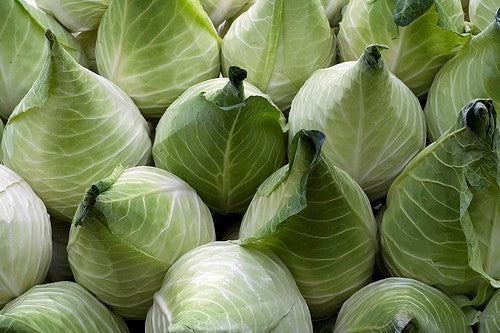 Pointed Cabbage 'Filderkraut'