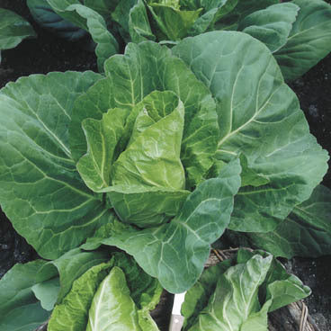 Pointed Cabbage 'Cape Horn' F1 / 'Allegro' F1