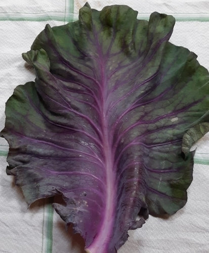 Red Cabbage 'Kalibos'