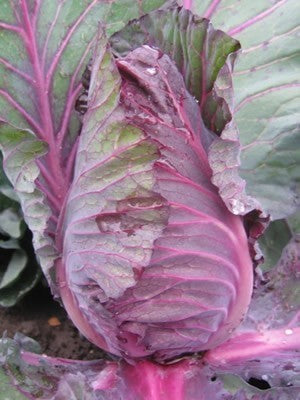 Red Cabbage 'Kalibos'