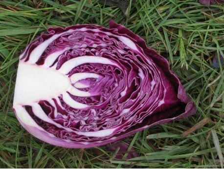 Red Cabbage 'Kalibos'