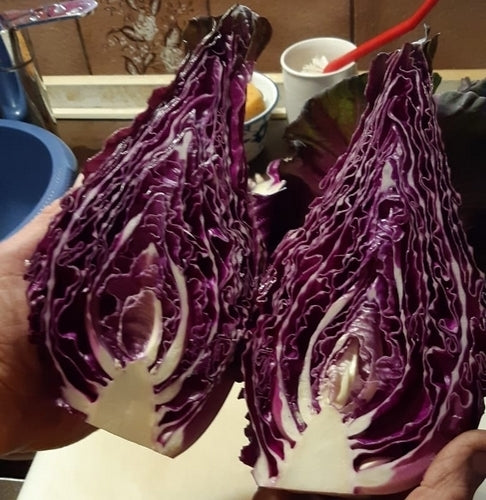 Red Cabbage 'Kalibos'