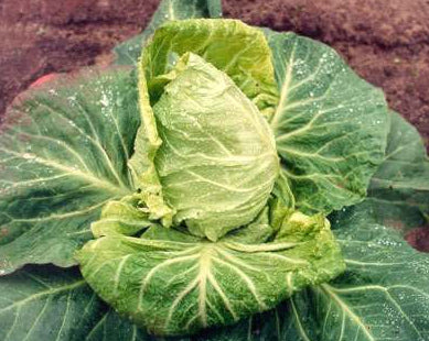 Pointed Cabbage 'Duncan' F1