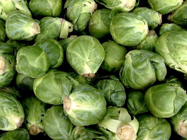 Green Brussels Sprout 'Churchill' F1