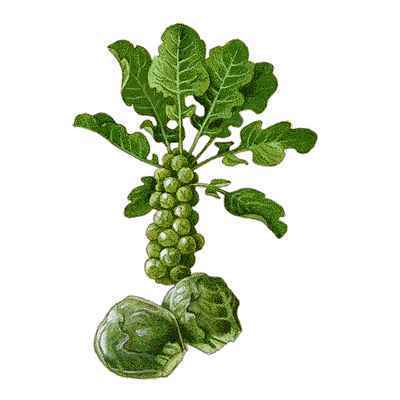 Groene Spruitkool 'Groninger (Stiekema)'