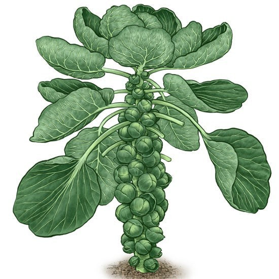Groene Spruitkool 'Groninger (Stiekema)'