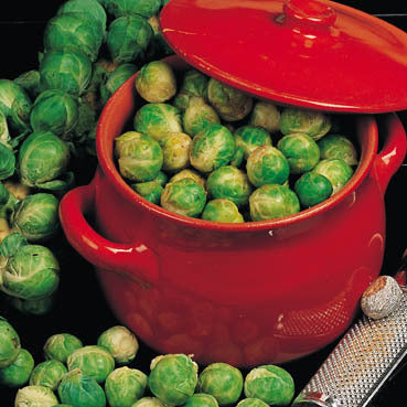 GROENE SPRUITKOOL 'Hilds Ideal' / 'Evesham Special'