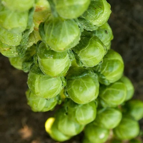 Groene Spruitkool 'Cryptus' F1