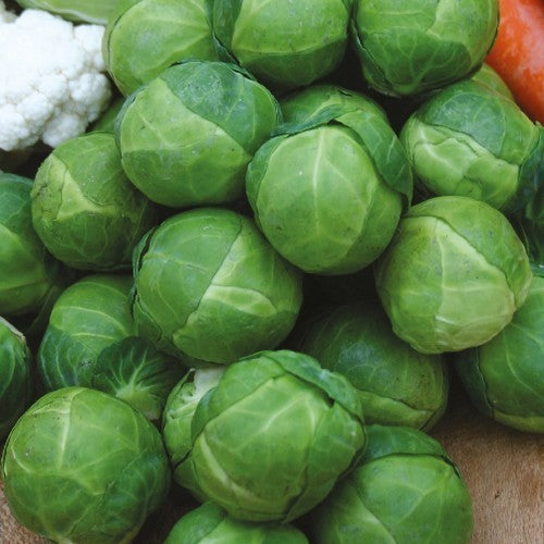 Brussels Sprouts 'Brest' F1