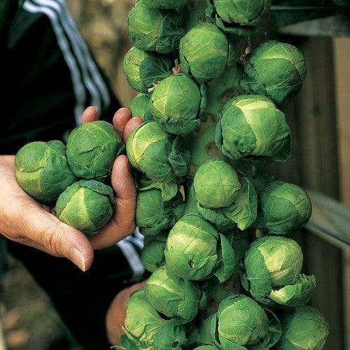 Groene Spruitkool 'Brodie' F1 / 'Trafalgar'