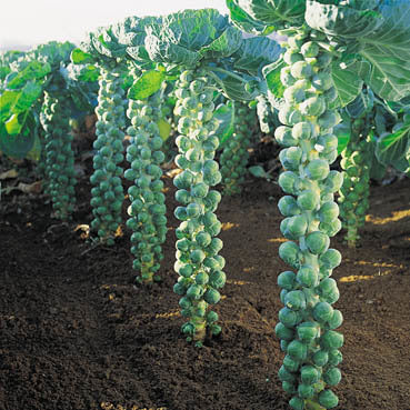 Groene Spruitkool 'Thor' F1 / 'Hemera' F1