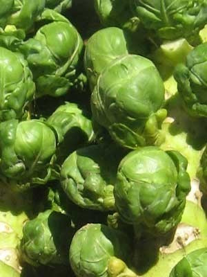 Groene Spruitkool 'Long Island (Improved)'