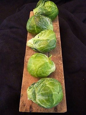 Groene Spruitkool 'Long Island (Improved)'