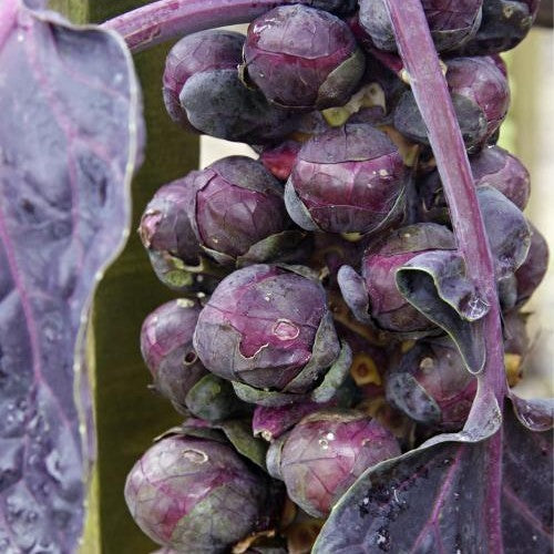 Red Brussels Sprouts 'Red Ball' / 'Red Bull'