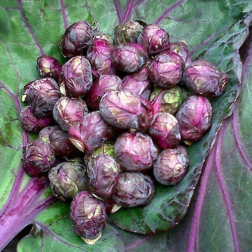 Red Brussels Sprouts 'Red Ball' / 'Red Bull'
