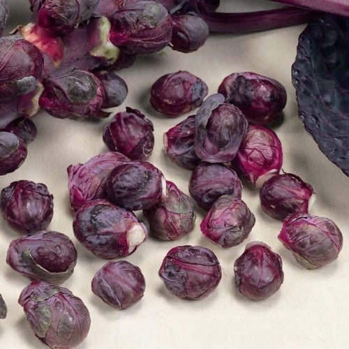 Red Brussels Sprouts 'Red Ball' / 'Red Bull'