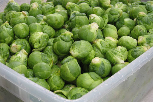 Groene Spruitkool 'Roodnerf'