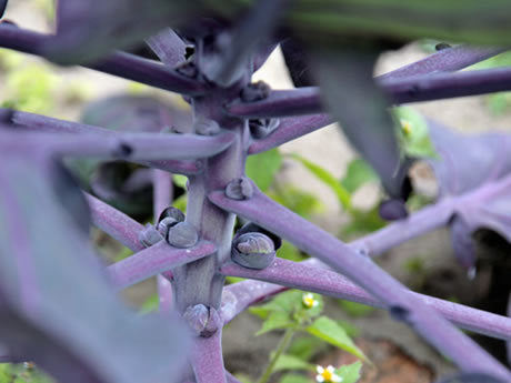 Groene Spruitkool 'Roodnerf'
