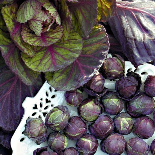 Red Brussel Sprouts 'Ruby Crunch' F1