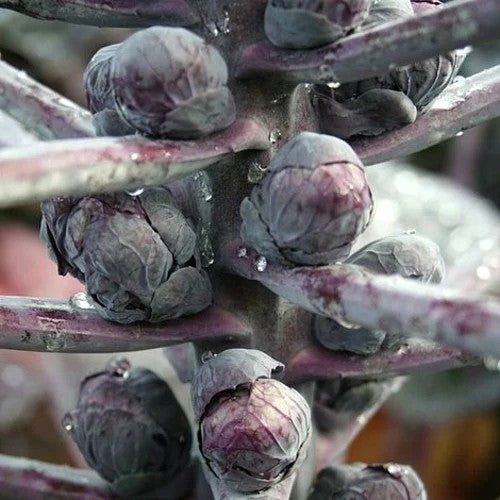 Red Brussel Sprouts 'Ruby Crunch' F1
