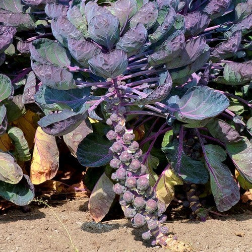 Red Brussel Sprouts 'Ruby Crunch' F1