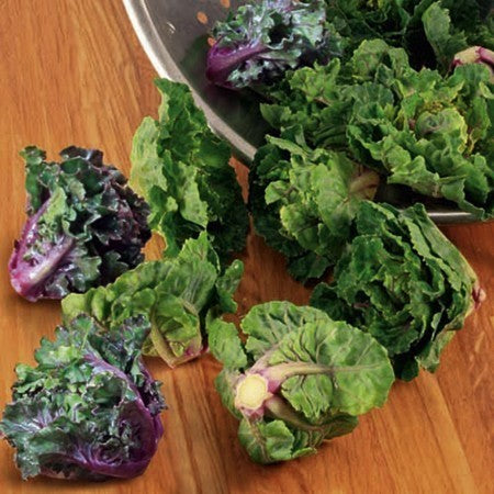 Roosjes Spruitkool 'Petit Posy' / Flower Sprouts 'Autumn Sta'