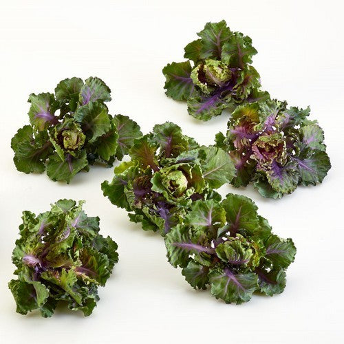 Roosjes Spruitkool 'Petit Posy' / Flower Sprouts 'Autumn Sta'