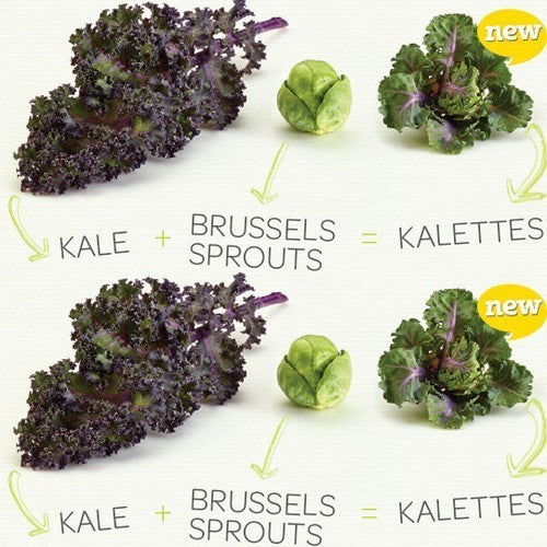 Roosjes Spruitkool 'Petit Posy' / Flower Sprouts 'Autumn Sta'