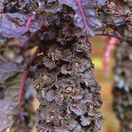 Roosjes Spruitkool 'Petit Posy' / Flower Sprouts 'Autumn Sta'