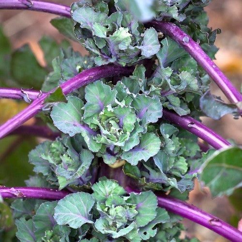 Roosjes Spruitkool 'Petit Posy' / Flower Sprouts 'Autumn Sta'