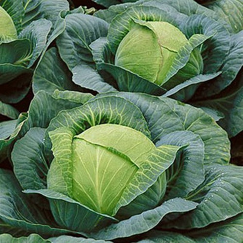 White Cabbage 'Roem van Enkhuizen'