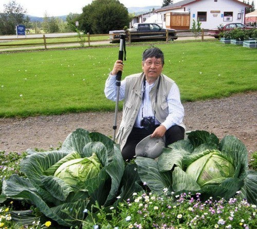 White Cabbage 'Matsumo' F1 / 'Gunma' F1