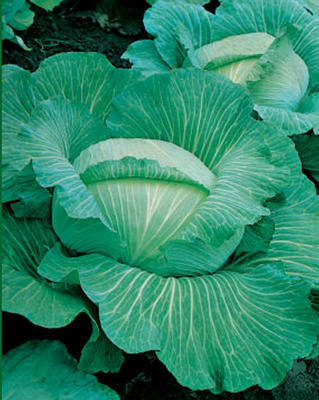 White Cabbage 'Matsumo' F1 / 'Gunma' F1