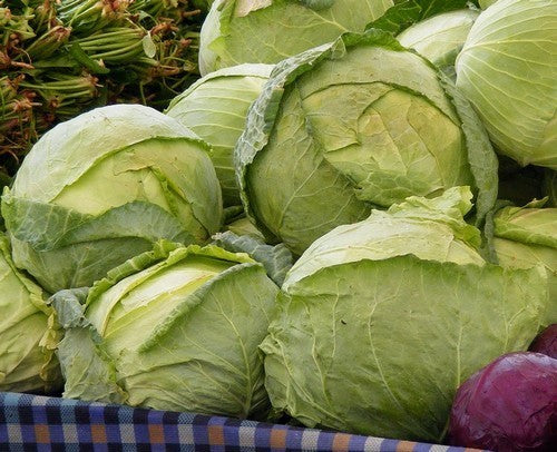 White Cabbage 'Matsumo' F1 / 'Gunma' F1