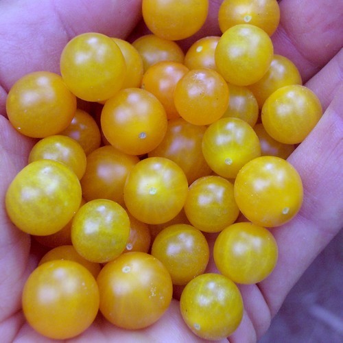 Cross-pollinated tomato