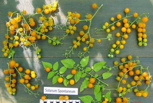 Cross-pollinated tomato