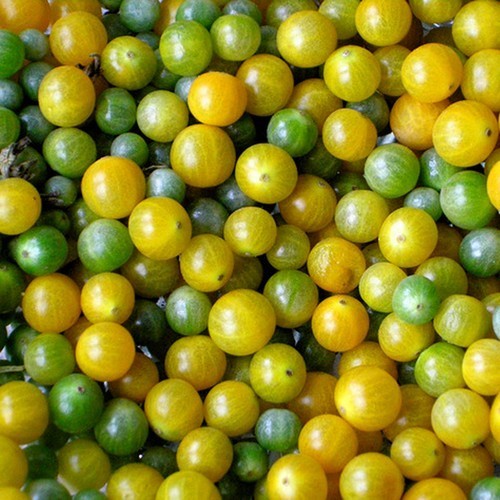 Cross-pollinated tomato
