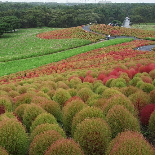 Landkaviaar