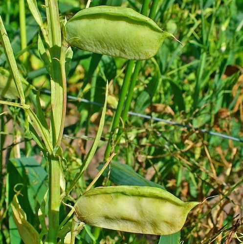 Lathyruspeultjes