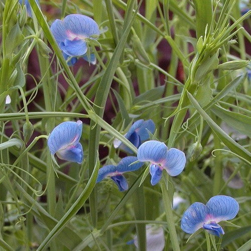 Lathyruspeultjes 'Bunte Aus Karlsruhe'