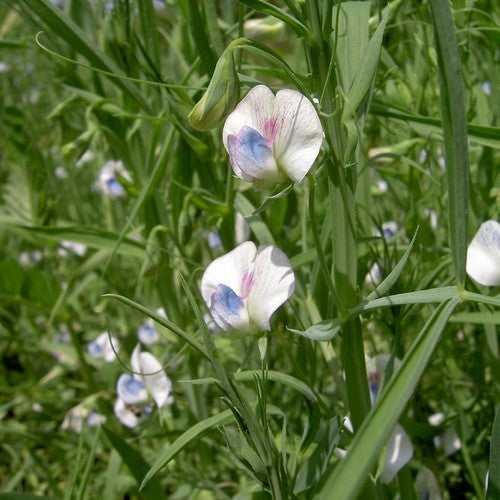 Lathyruspeultjes 'Bunte Aus Karlsruhe'